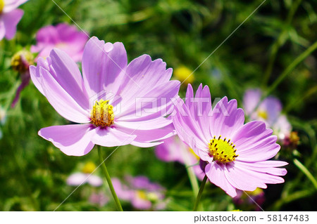 Autumn (Cosmos) 58147483