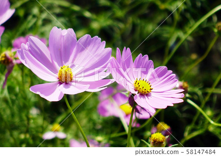 Autumn (Cosmos) 58147484