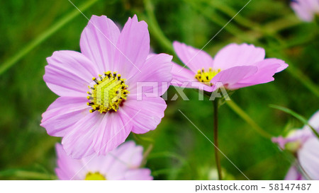 秋天(宇宙) 秋天(宇宙) 58147487