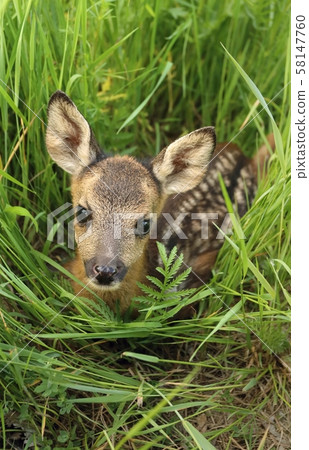 Adorable  roe deer fawn Capreolus capreolus 58147760