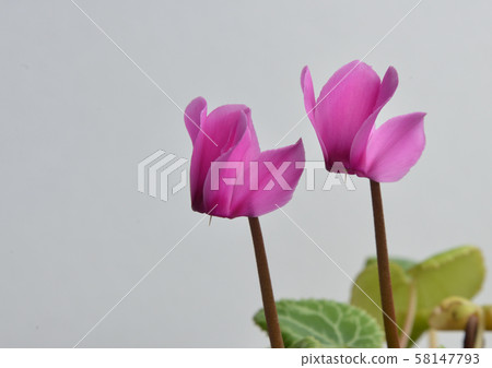 Two pretty pink cyclamen flowers are blooming side by side like sisters 58147793