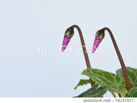 Two pretty pink cyclamen buds are about to bloom side by side like sisters 58147827