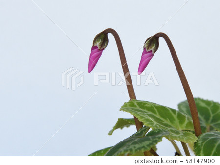 Two pretty pink cyclamen buds are about to bloom side by side like sisters Two pretty pink cyclamen buds are about to bloom side by side like sisters 58147900