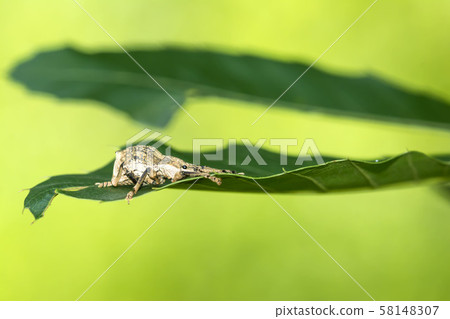 Shiloh cob weevil Shiloh cob weevil 58148307