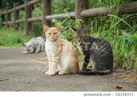 Cats with a look Cats with a look 58148351