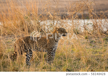 Leopard hidden in the bush prepared for hunting Leopard hidden in the bush prepared for hunting 58148428