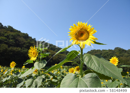 sunflower sunflower 58148499