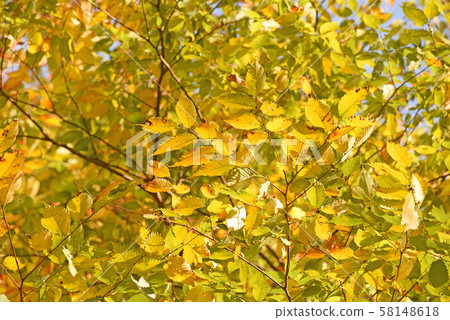 Autumn leaves Autumn leaves 58148618