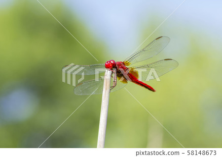 Shoujo dragonfly 58148673