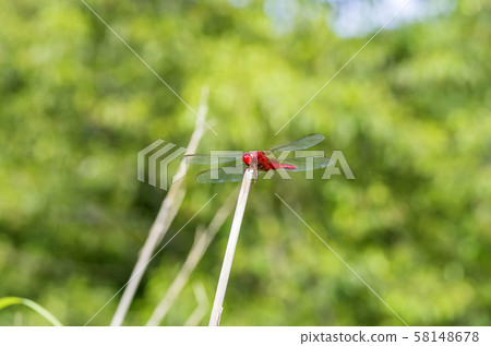 Shoujo dragonfly Shoujo dragonfly 58148678