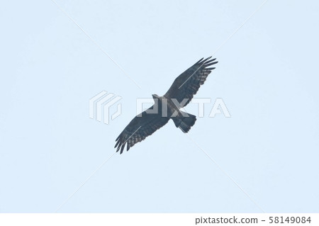 鳳頭蜂鷹 鳳頭蜂鷹 58149084