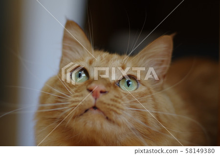 茶老虎 茶老虎 58149380