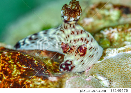 Bush Doo Noel Sea Umi 58149476