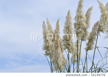 Pampasgrass 58149776