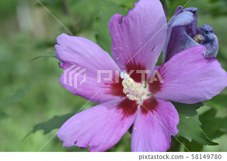 Mukuge（紫色閥門） 58149780