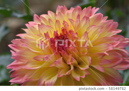 Dahlia (Miss Dahlia) Dahlia (Miss Dahlia) 58149782