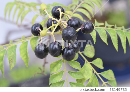 Obagekkitsu fruit Obagekkitsu fruit 58149783
