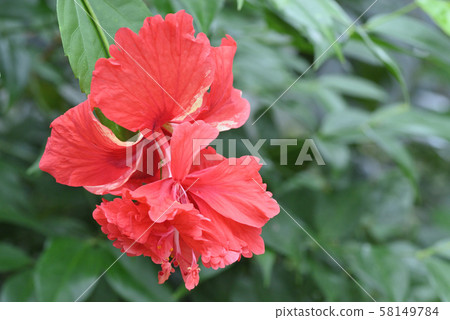 Hibiscus (Red Flamingo) Hibiscus (Red Flamingo) 58149784
