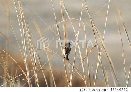 Ohjulin Ohjulin 58149812