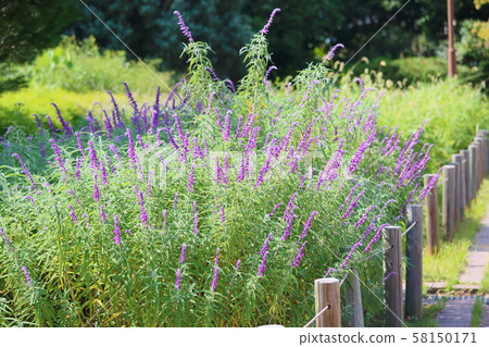 Salvia leucansa flowers Salvia leucansa flowers 58150171