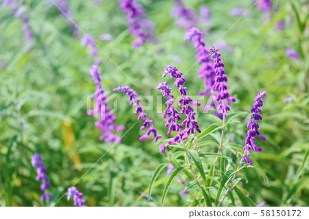 Salvia leucansa flowers 58150172
