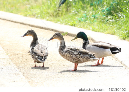 鳧 58150402