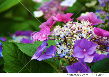 Hydrangea 58150455