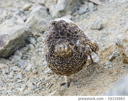 Growing grouse female 58150863