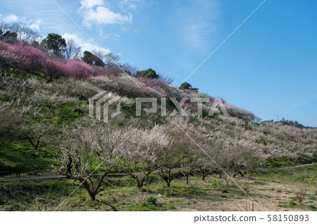 Shichiku Umeen Shichiku Umeen 58150893