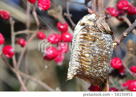 Harabiro mantis eggs and viburnum Harabiro mantis eggs and viburnum 58150951