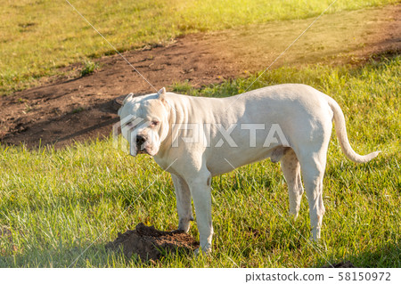 Pitbull on the green grass 58150972