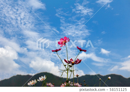 Beautiful cosmos street with blue sky Beautiful cosmos street with blue sky 58151125