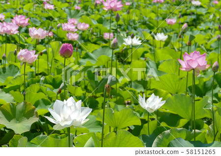 蓮花 蓮花 58151265