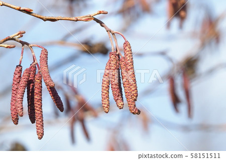 花序（雄花，雌花） 58151511