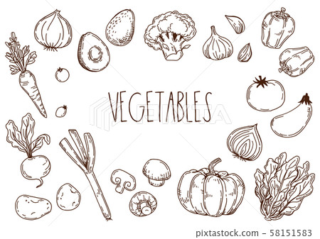 Vegetable hand drawn illustration 58151583