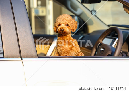 玩具貴賓犬和驅動器 玩具貴賓犬和驅動器 58151734