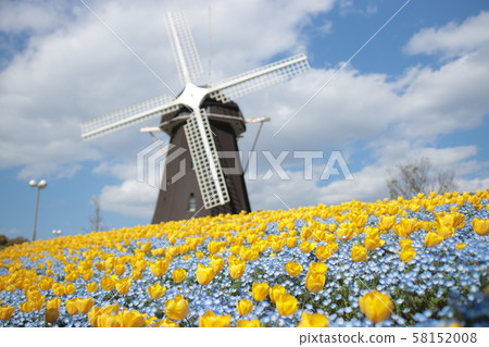 花卷紀念公園鶴見綠地Nemophila（大阪） 58152008