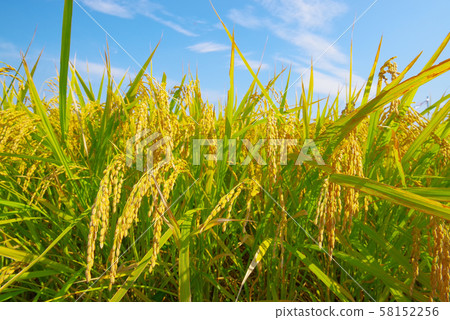 Japanese landscape "Inaho" 58152256