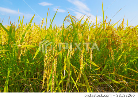 Japanese landscape "Inaho" 58152260