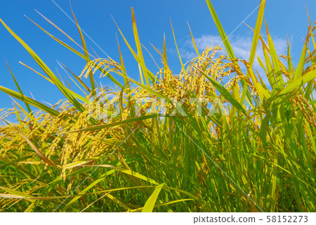 Japanese landscape "Inaho" Japanese landscape "Inaho" 58152273