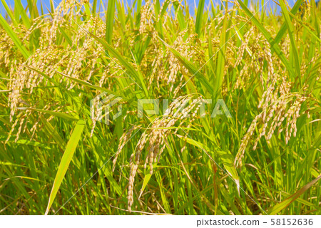 Japanese landscape "Inaho" Japanese landscape "Inaho" 58152636