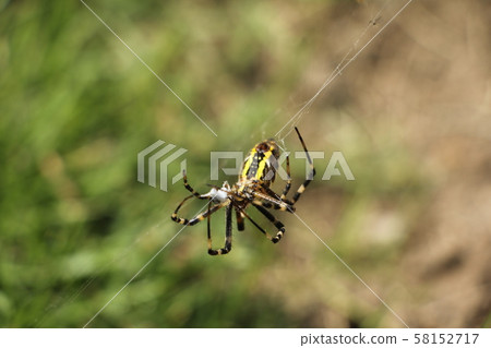 The long-tailed spider that caught the insect 58152717