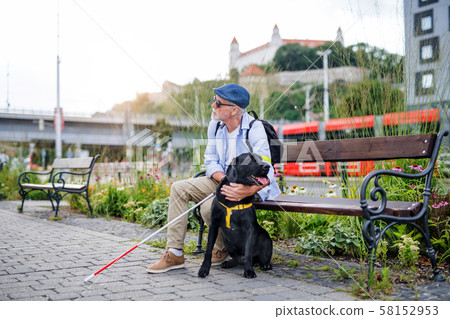 Senior blind man with guide dog sitting on bench in park in city. Senior blind man with guide dog sitting on bench in park in city. 58152953