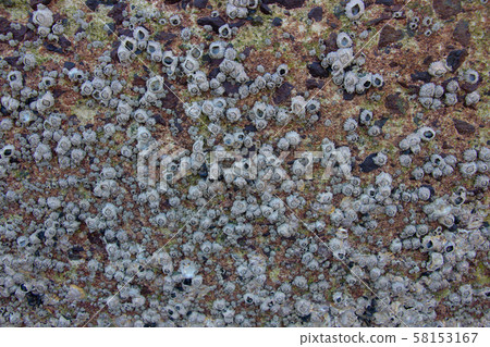 滿是牆的藤壺 58153167