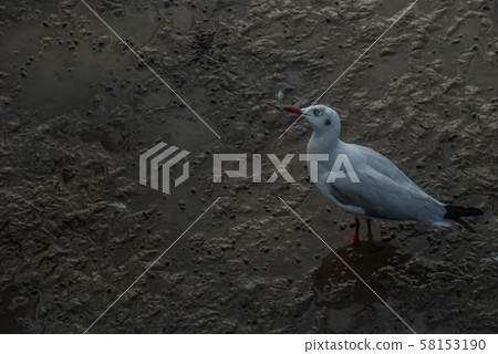 wildlife, wave, summer 58153190