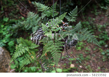 Shinobuma balls (decorative ferns) hung in the shade of trees Shinobuma balls (decorative ferns) hung in the shade of trees 58153592