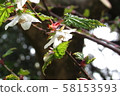 尼加草莓（一種覆盆子） 58153593