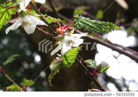 Niga strawberry (a kind of raspberry) Niga strawberry (a kind of raspberry) 58153593