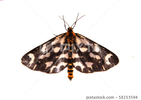 A male individual of Umedae Shak 58153594