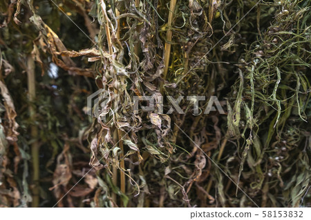 Branches of dry grass hemp for commercial and industrial products, natural background 58153832